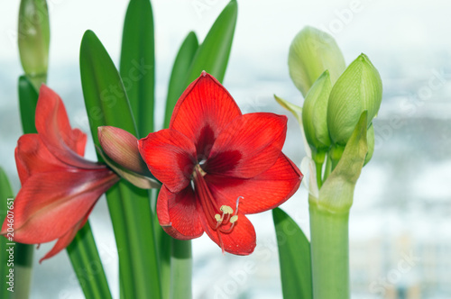 Blooming red amaryllis and flower bud of white amaryllis  blossom of bulbous houseplants on window sill in spring