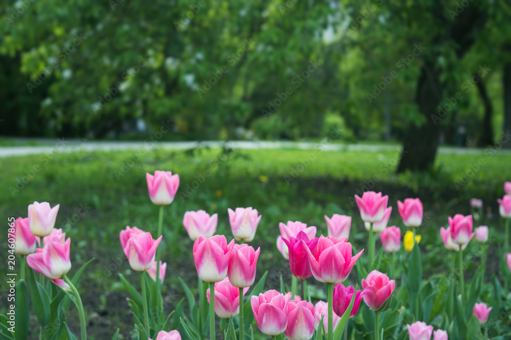Bright pink Triumph Dynasty tulips blooming in spring park Bright pink Triumph Dynasty tulips blooming in spring park
