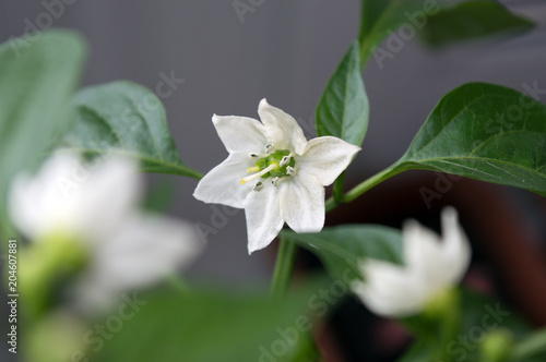 White flowers of capsicum annuum  close up of blooming chili pepper