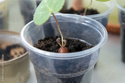 Close up of small cyclamen seedling with small new leaves growing in plastic pot on window sill