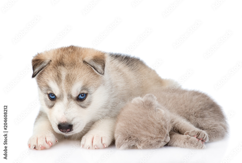 Husky puppy lying with sleeping kitten. isolated on white background
