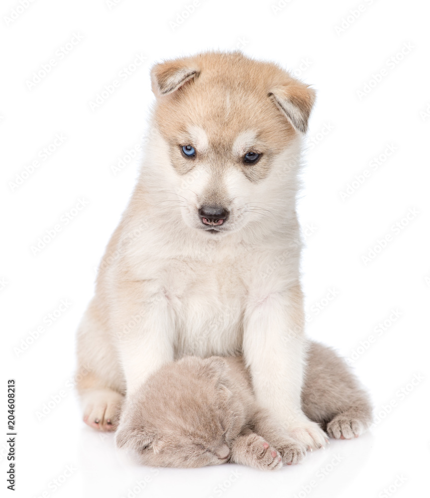 Husky puppy embracing sleeping kitten. isolated on white background