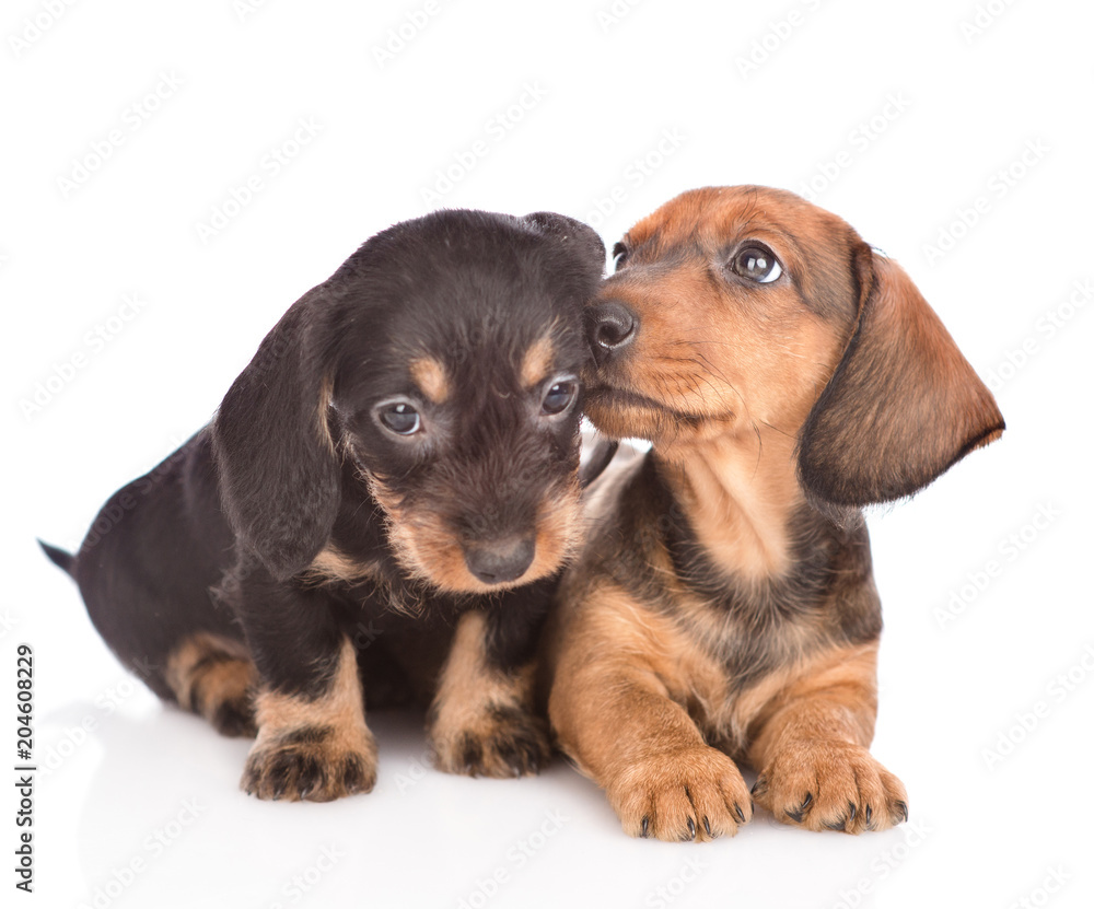 Two Dachshund puppies. isolated on white background