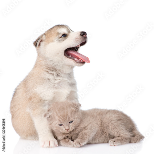 Fototapeta Naklejka Na Ścianę i Meble -  kitten and  husky puppy together. isolated on white background