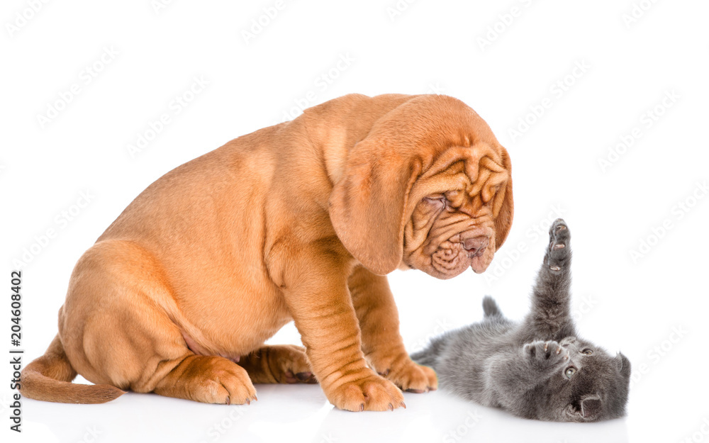 playful kitten and puppy. isolated on white background