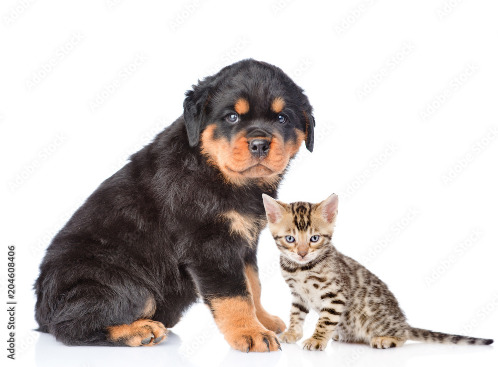 rottweiler puppy and bengal kitten sitting together. isolated on white background