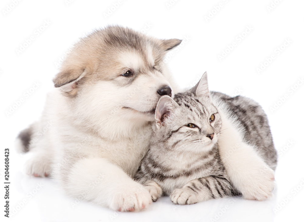Alaskan malamute puppy hugging a cat and looking away.  isolated on white background