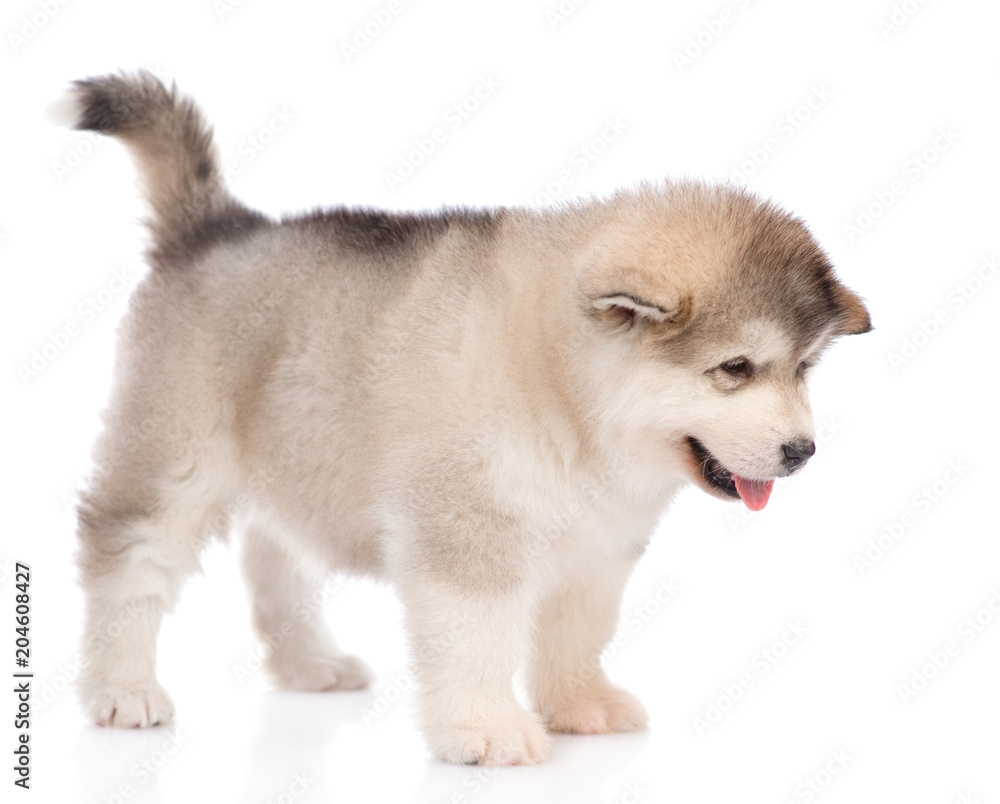 alaskan malamute puppy standing in profile. isolated on white background