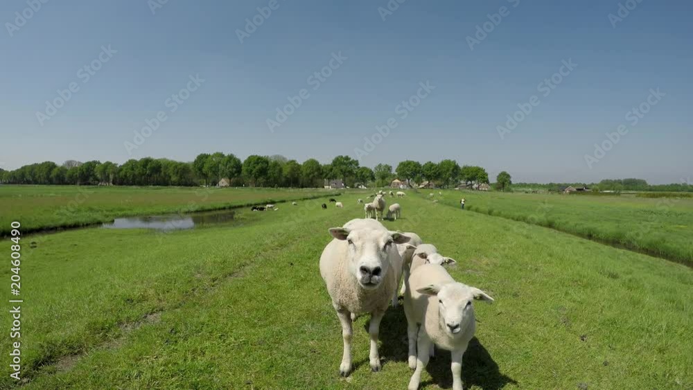 Curious Sheep and lamb in polder landscape in the Netherlands on a dike