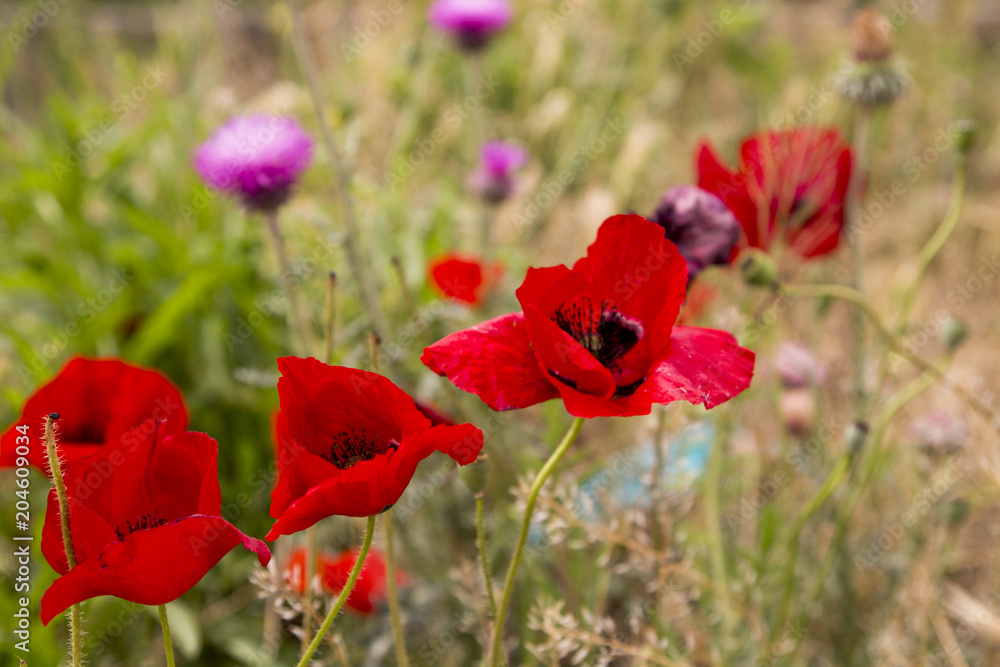 poppy poppy