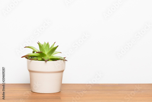 Fresh succulent plant on wooden desktop. Indoor decoration with copy space.