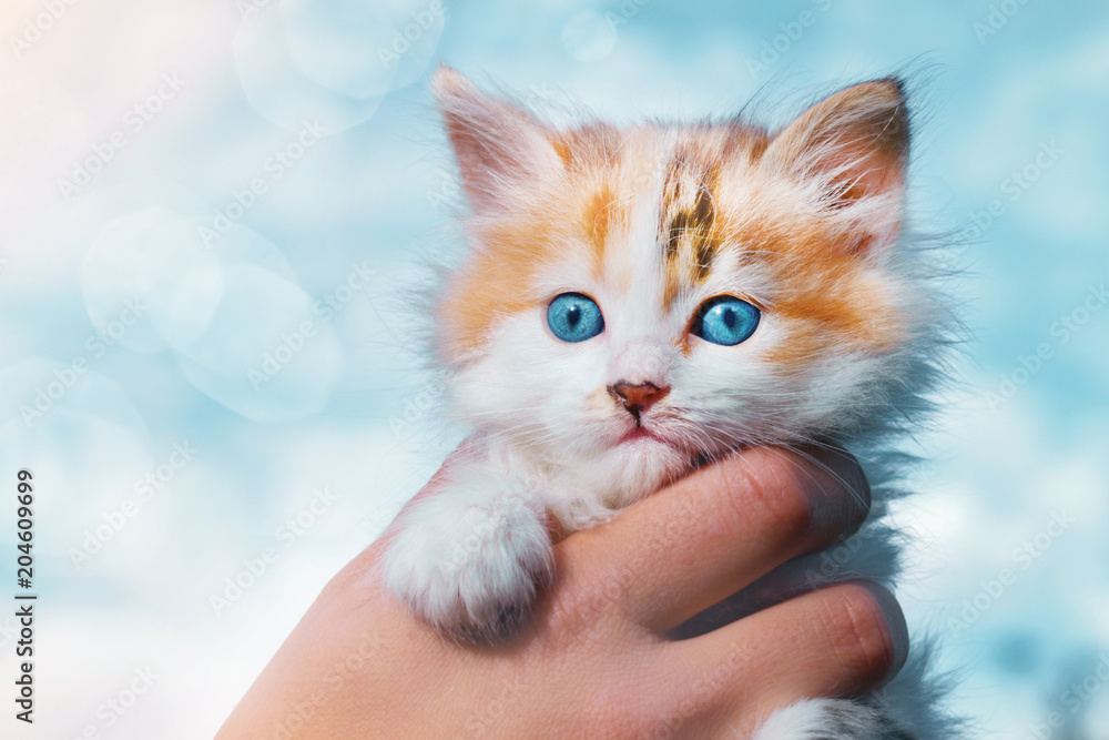 Fototapeta premium Cute kitten with blue eyes