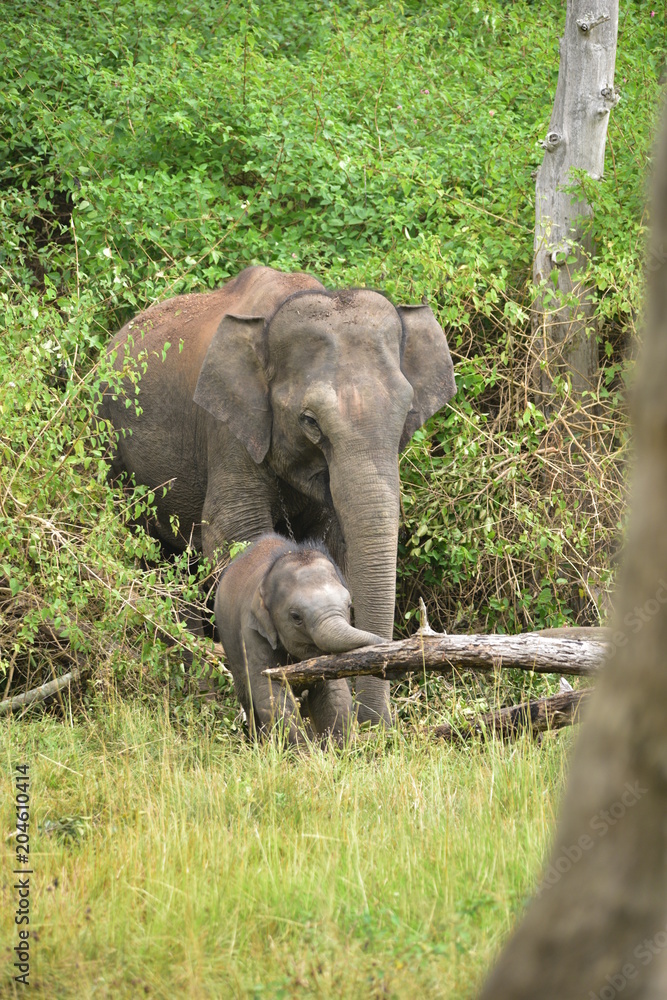Captive Elephant with the baby | Indian Elephant portrait 