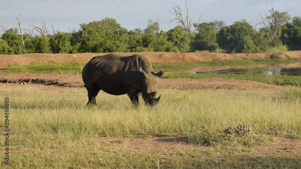 White rhino walking towards the camera in the Kruger National Park, South Africa. White rhino walking towards the camera in the Kruger National Park, South Africa.