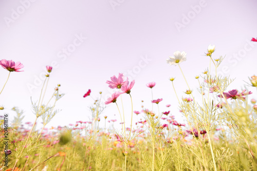 Beautiful pink and colorful pastel flower field, lovely cosmos in nature in sunny day