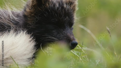 Artic fox in Iceland