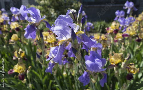 Iris germanica violet flowers and buds.