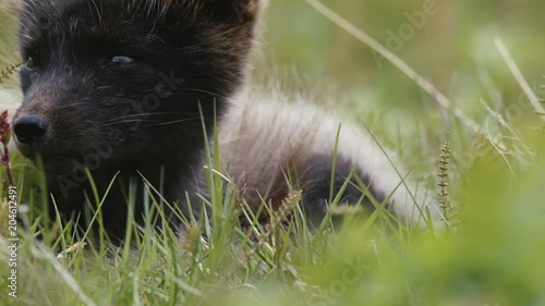 Artic fox in Iceland