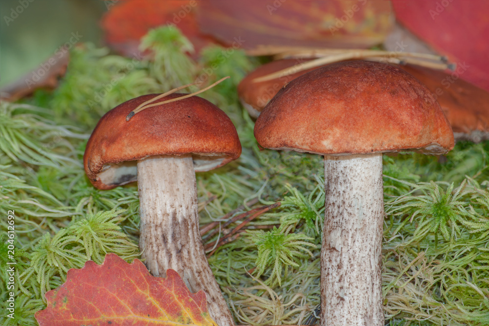 Orange-cap boletus growing on green moss Sphagnum in the woods. Two forest mushrooms Cep in autumn forest Orange-cap boletus growing on green moss Sphagnum in the woods. Two forest mushrooms Cep in autumn forest