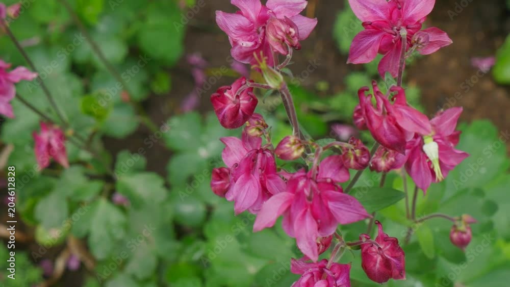 Columbine Flower on green background. columbine flower. Purple Columbine Flower Columbine Flower on green background. columbine flower. Purple Columbine Flower