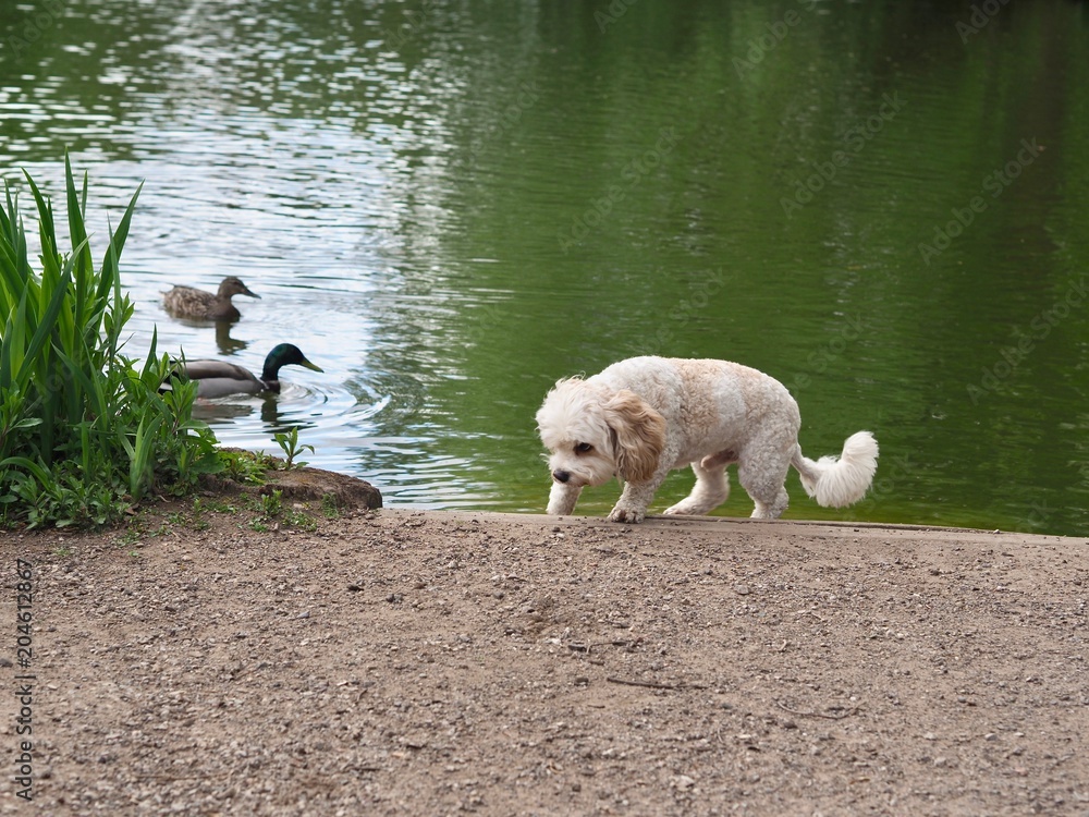 Fototapeta premium Dog and Ducks