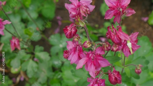 Wallpaper Mural Columbine Flower on green background. columbine flower. Purple Columbine Flower Torontodigital.ca