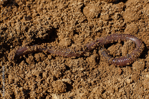 Worm in soil.