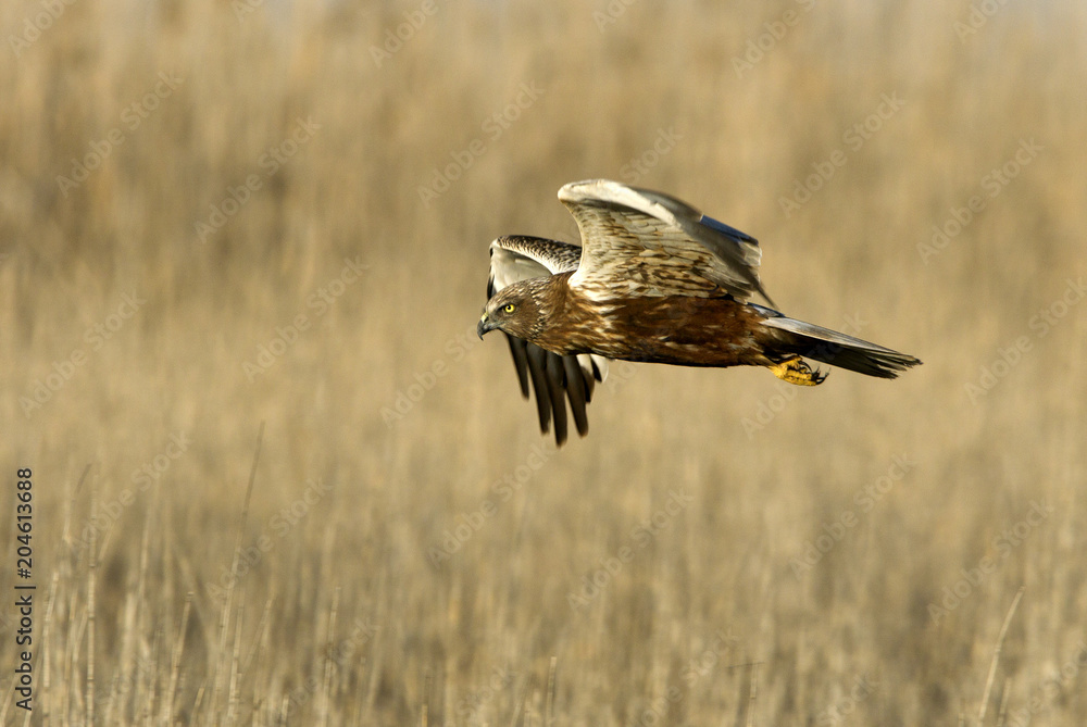 Western marsh harrier. Circus aeroginosus Western marsh harrier. Circus aeroginosus