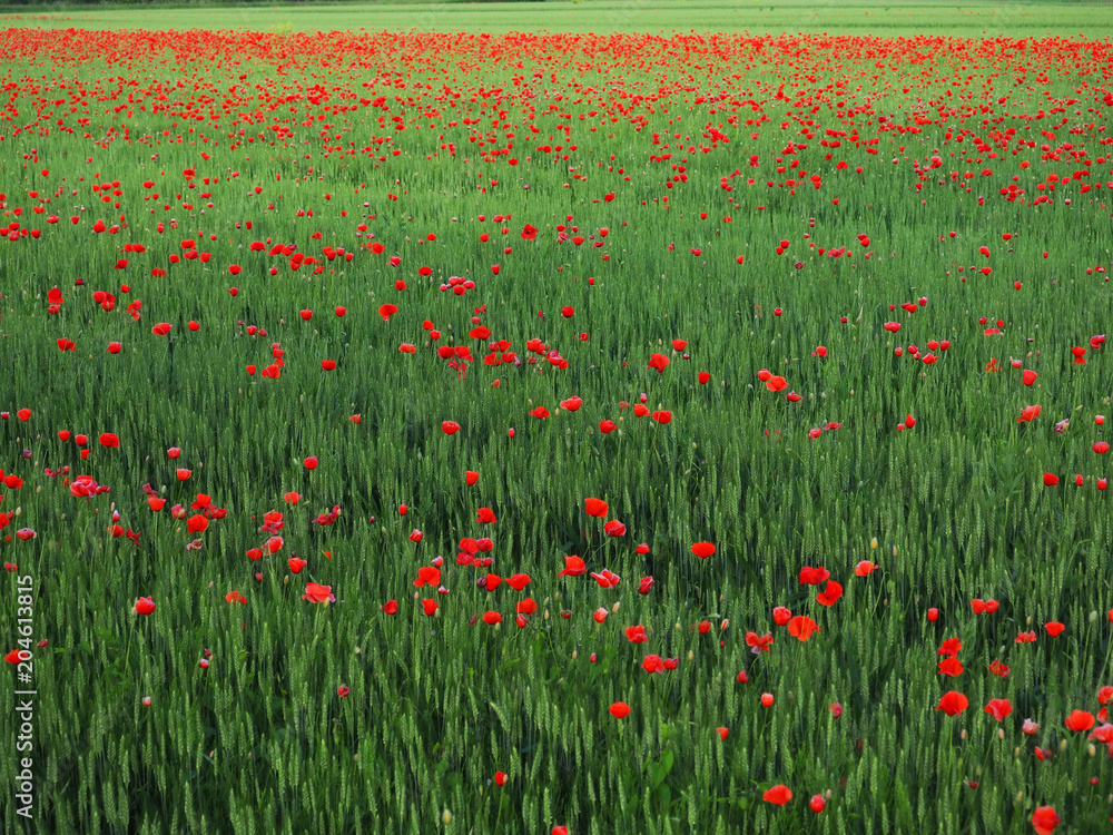 campo di papaveri in primavera,italia