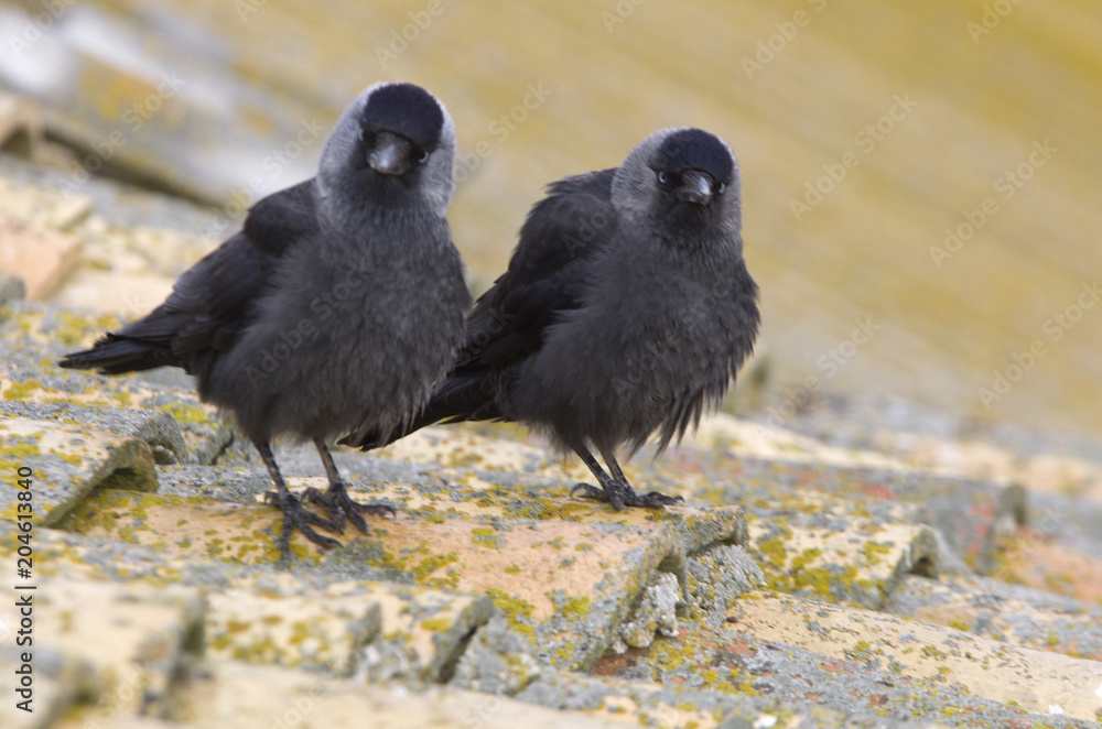 Fototapeta premium Western jackdaw. Corvus monedula