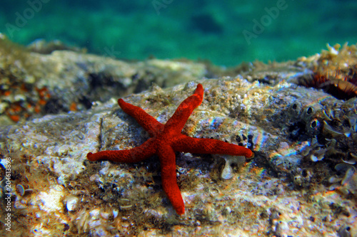 Mediterranean Red sea star  Echinaster sepositus  