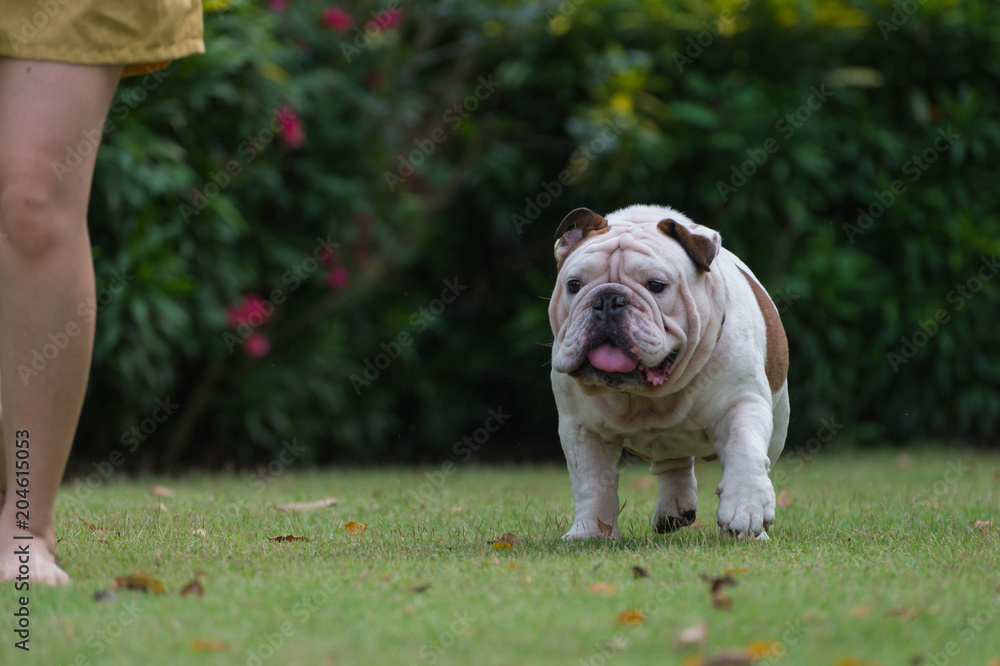 A woman and fat english bulldog is walking on green grass in the garden.