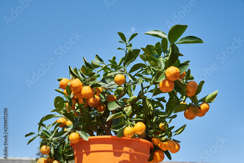 Mandarin mini tree against the blue sky