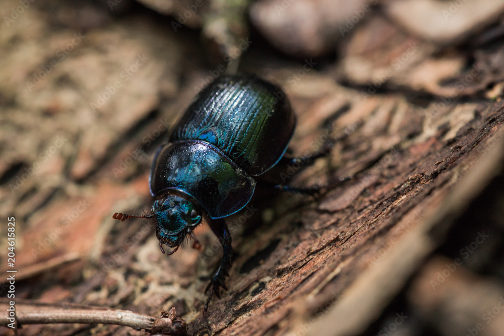 Beetle on the bark Beetle on the bark