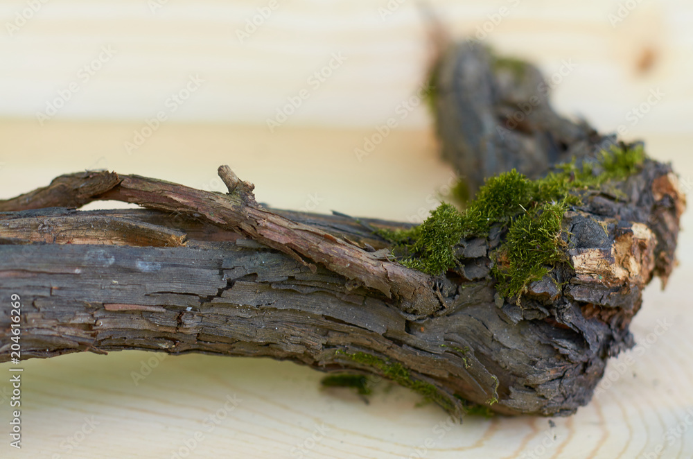 moss on a wooden snag moss on a wooden snag