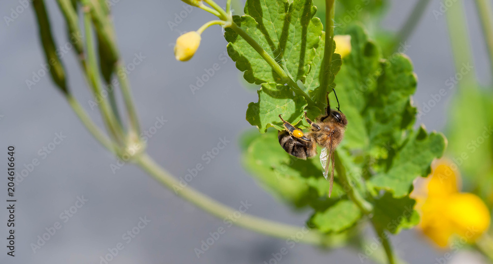 Honeybee on a yellow flower collecting pollen on a bright sunny summer day. Honeybee on a yellow flower collecting pollen on a bright sunny summer day.