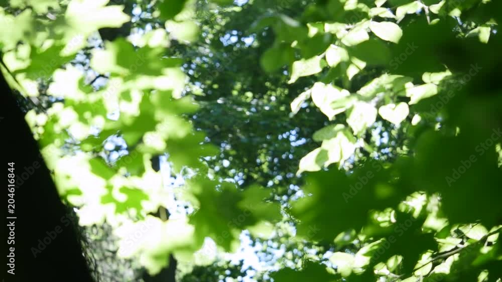 Green leaves on maple tree against clear blue sky Green leaves on maple tree against clear blue sky
