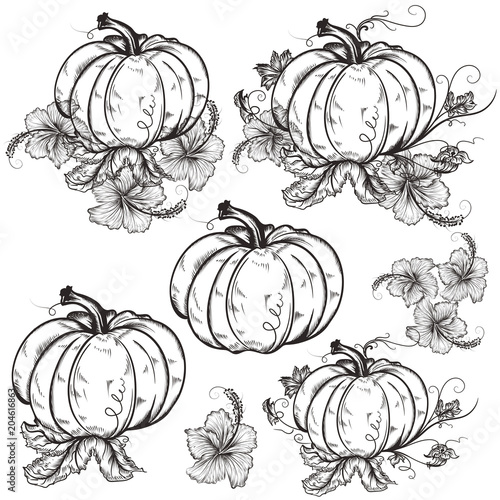 Set of vector hand drawn pumpkins for design
