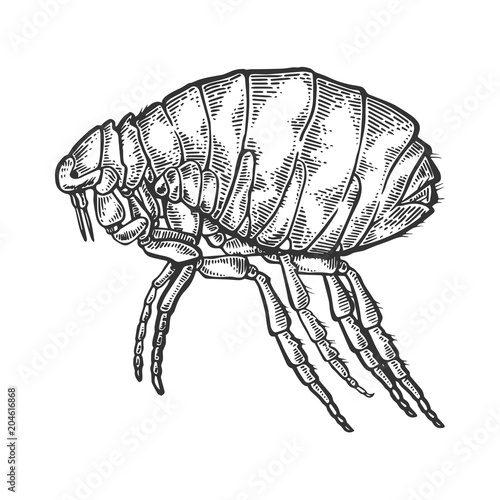 Flea insect parasite engraving vector illustration