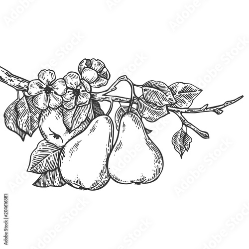 Pear tree branch engraving vector illustration
