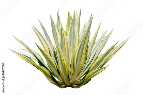 Agave plant isolated on white background. photo