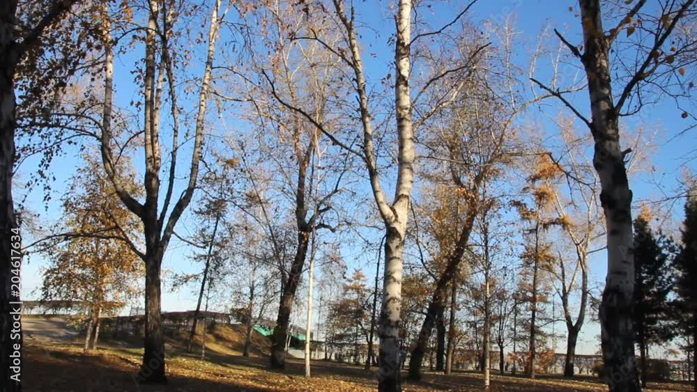 Autumn forest in the Park against the blue sky Autumn forest in the Park against the blue sky