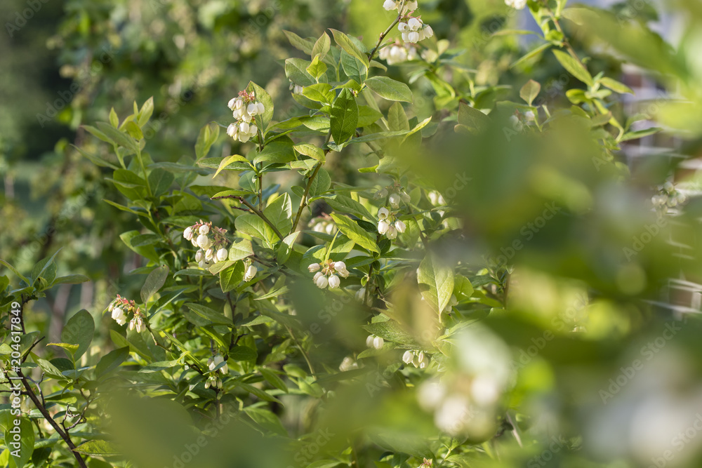 Flower of blueberries shrub with green leaves. Flower of blueberries shrub with green leaves.