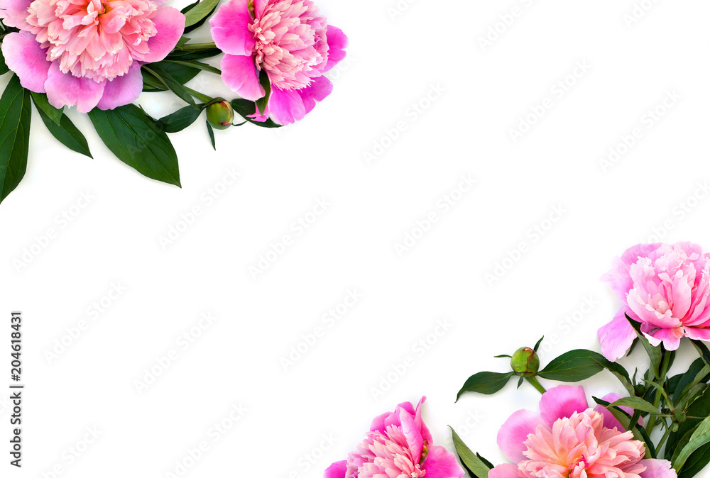 Frame of pink peonies with buds on a white background with space for text. Top view, flat lay. Frame of pink peonies with buds on a white background with space for text. Top view, flat lay.