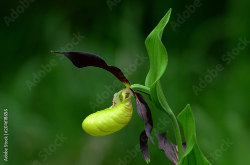 Frauenschuh; Cypripedium calceolus; photo