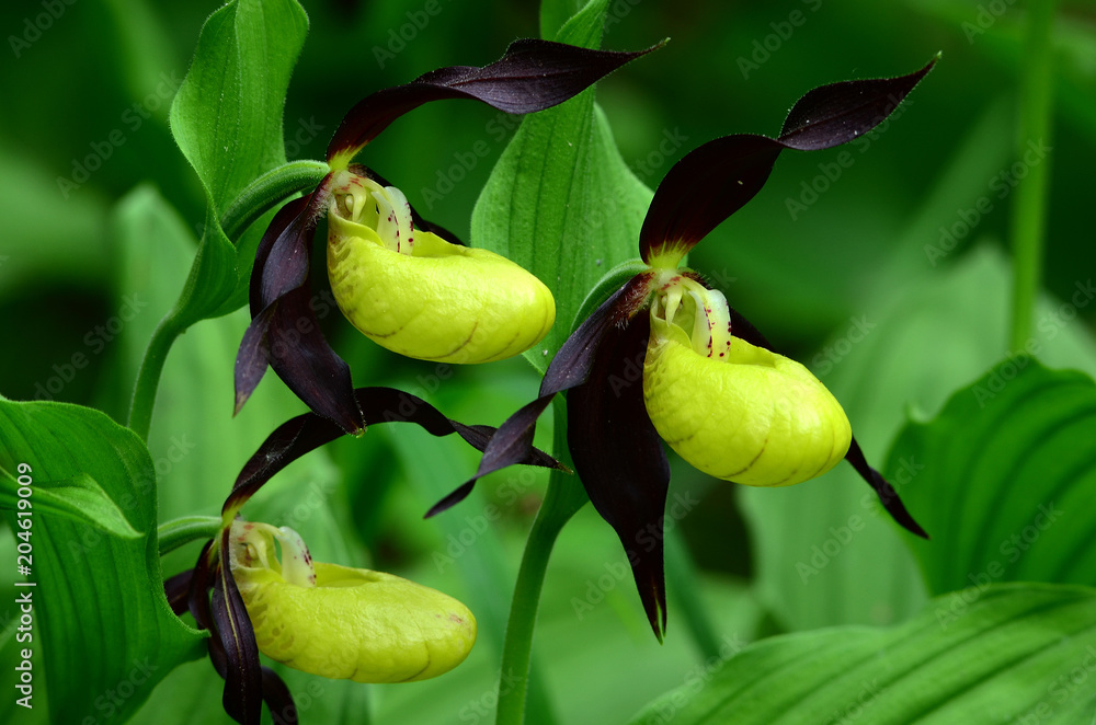 Obraz premium Frauenschuh; Cypripedium calceolus;