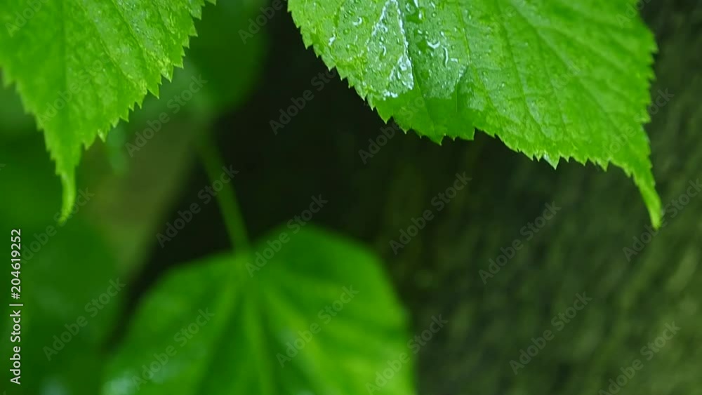 A leaf with water drops shot in HDR A leaf with water drops shot in HDR