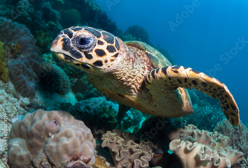 Sea turtle close up over coral reef 