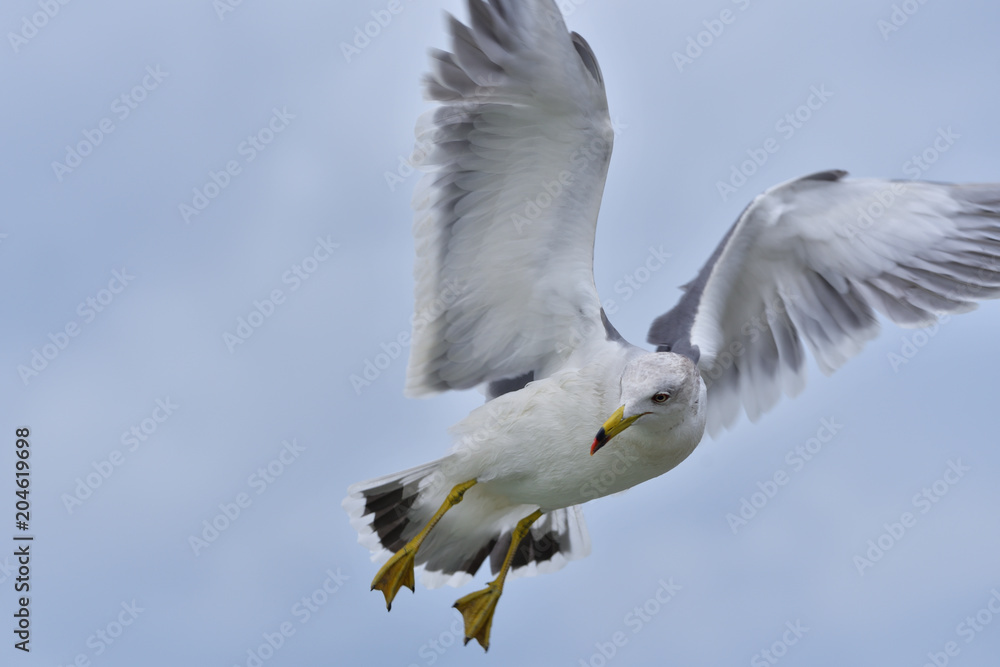 seagull in flight