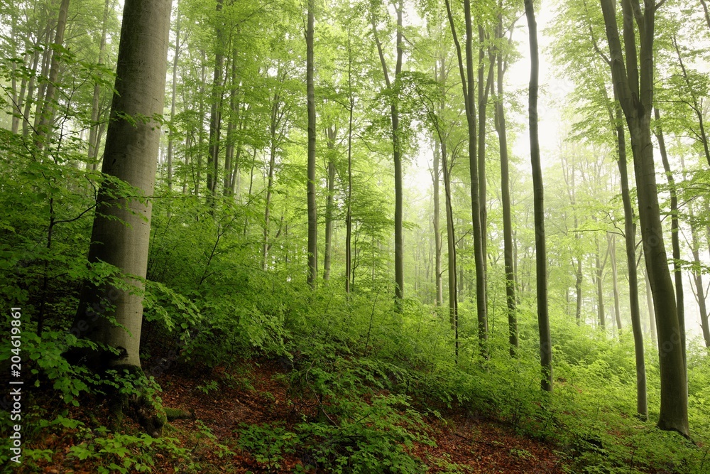 Obraz premium Spring beech forest in the fog